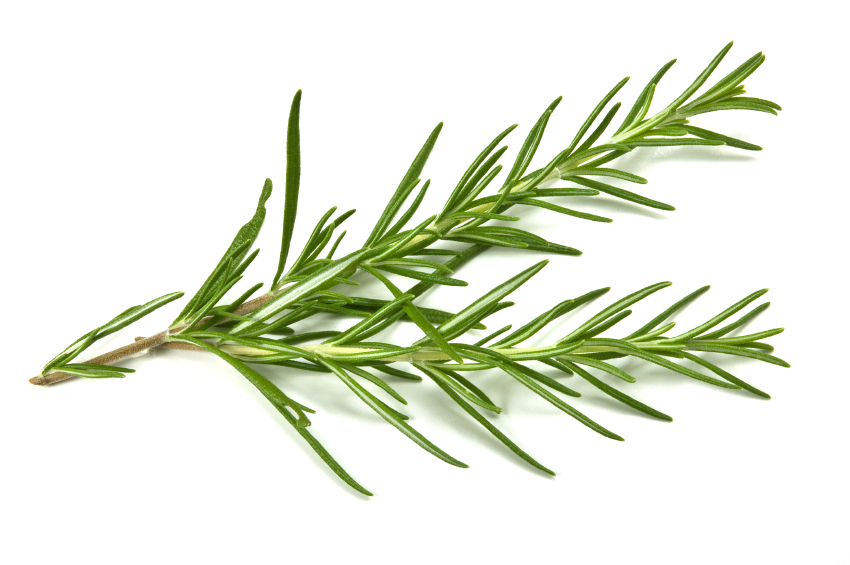 Sprig of fresh rosemary isolated on white background